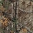 Real Tree Camo